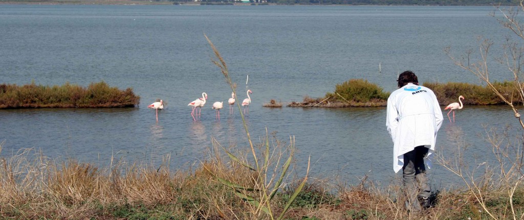 Flammant rose