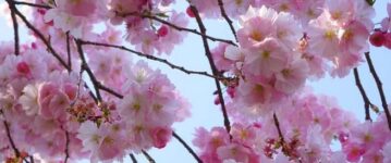fleurs de cerisier du japon